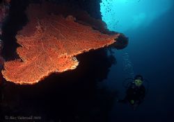 Sipadan Gorganian Fan at 30metres... wonder how many pygm... by Alex Tattersall 